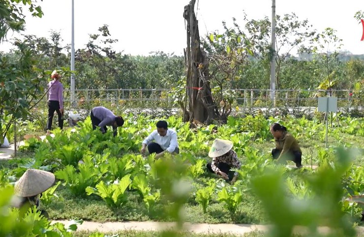 Những người cao tuổi thầm lặng quét dọn, bảo vệ giá trị Đình Vân Cốc- Ảnh 4.