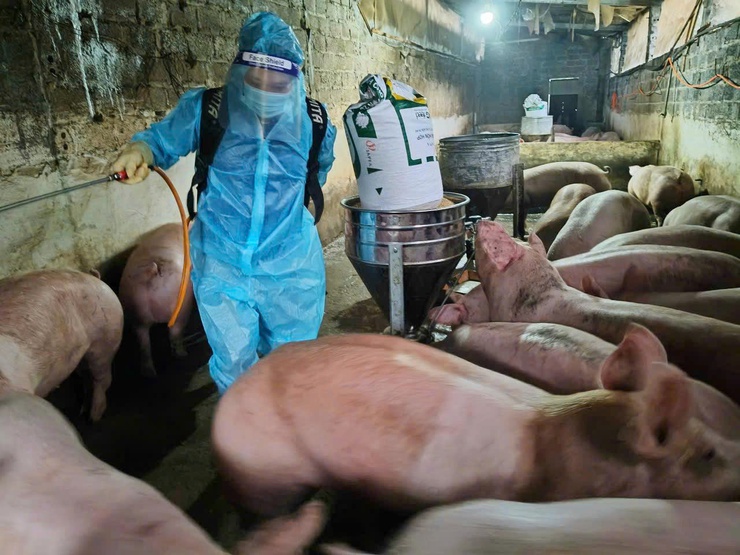 Phường Tùng Thiện tăng cường tổng vệ sinh, khử trùng, tiêu độc môi trường phòng, chống dịch bệnh gia súc, gia cầm dịp Tết - Ảnh 2.