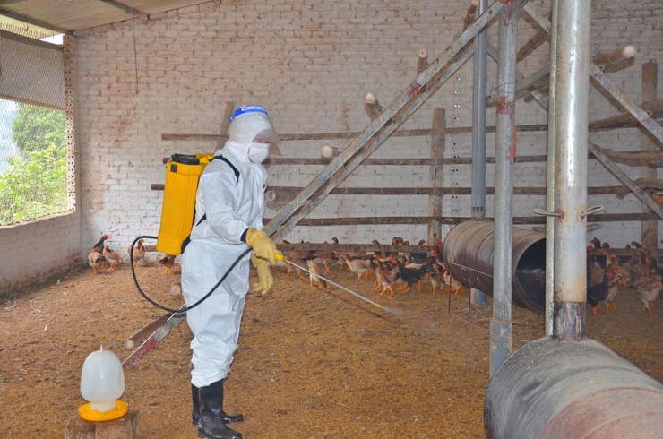 Phường Tùng Thiện tăng cường tổng vệ sinh, khử trùng, tiêu độc môi trường phòng, chống dịch bệnh gia súc, gia cầm dịp Tết - Ảnh 1.