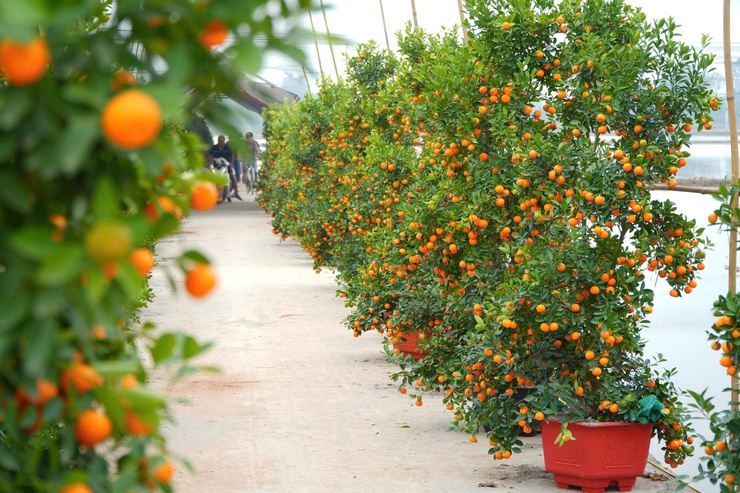  CHỢ HOA XUÂN BÍNH NGỌ 2026 – ĐIỂM HẸN RỘN RÀNG SẮC TẾT TẠI XÃ DÂN HÒA - Ảnh 5.