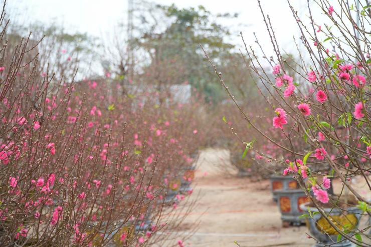  CHỢ HOA XUÂN BÍNH NGỌ 2026 – ĐIỂM HẸN RỘN RÀNG SẮC TẾT TẠI XÃ DÂN HÒA - Ảnh 4.