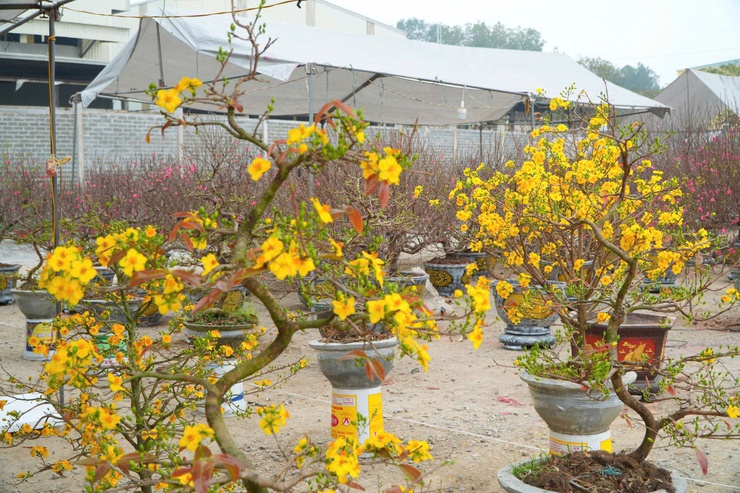  CHỢ HOA XUÂN BÍNH NGỌ 2026 – ĐIỂM HẸN RỘN RÀNG SẮC TẾT TẠI XÃ DÂN HÒA - Ảnh 6.