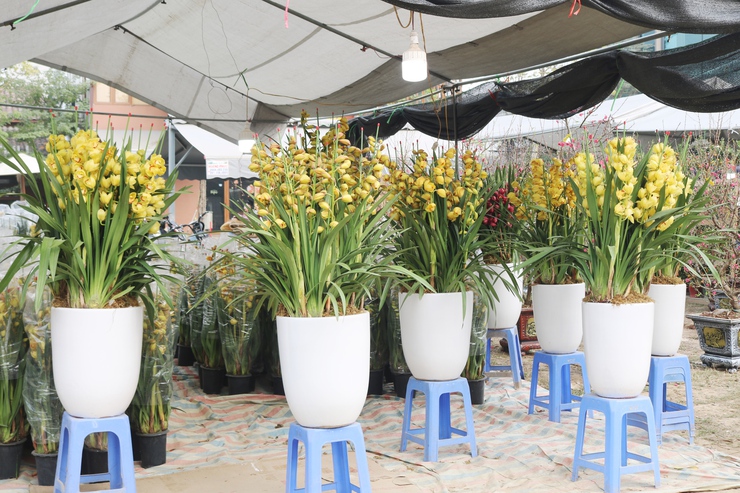 QUỐC OAI RỘN RÀNG HỘI CHỢ HOA XUÂN – CHỢ TẾT NHỮNG NGÀY GIÁP TẾT BÍNH NGỌ 2026- Ảnh 9.