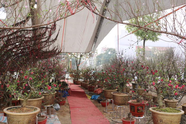 QUỐC OAI RỘN RÀNG HỘI CHỢ HOA XUÂN – CHỢ TẾT NHỮNG NGÀY GIÁP TẾT BÍNH NGỌ 2026- Ảnh 10.