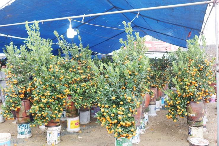 QUỐC OAI RỘN RÀNG HỘI CHỢ HOA XUÂN – CHỢ TẾT NHỮNG NGÀY GIÁP TẾT BÍNH NGỌ 2026- Ảnh 12.