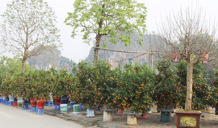 QUỐC OAI RỘN RÀNG HỘI CHỢ HOA XUÂN – CHỢ TẾT NHỮNG NGÀY GIÁP TẾT BÍNH NGỌ 2026- Ảnh 14.