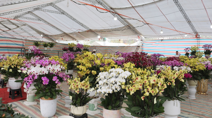 QUỐC OAI RỘN RÀNG HỘI CHỢ HOA XUÂN – CHỢ TẾT NHỮNG NGÀY GIÁP TẾT BÍNH NGỌ 2026- Ảnh 3.