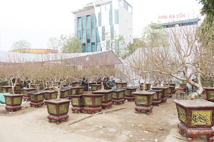 QUỐC OAI RỘN RÀNG HỘI CHỢ HOA XUÂN – CHỢ TẾT NHỮNG NGÀY GIÁP TẾT BÍNH NGỌ 2026- Ảnh 5.