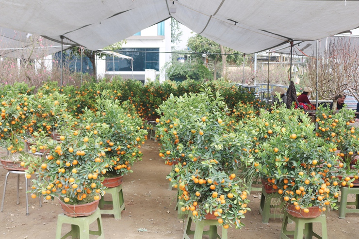 QUỐC OAI RỘN RÀNG HỘI CHỢ HOA XUÂN – CHỢ TẾT NHỮNG NGÀY GIÁP TẾT BÍNH NGỌ 2026- Ảnh 6.