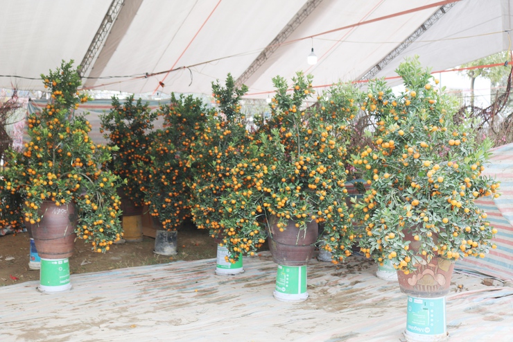 QUỐC OAI RỘN RÀNG HỘI CHỢ HOA XUÂN – CHỢ TẾT NHỮNG NGÀY GIÁP TẾT BÍNH NGỌ 2026- Ảnh 8.