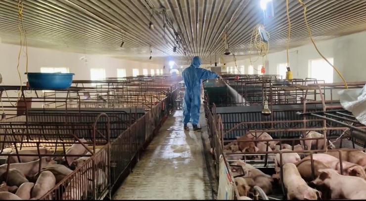 Trung tâm Dịch vụ tổng hợp xã triển khai phun thuốc sát trùng tại các hộ, trang trại chăn nuôi khu vực Vân Phúc, Nam Hà, Võng Xuyên- Ảnh 4.