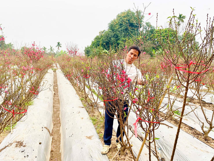 Nhộn nhịp cánh đồng hoa đào Hồng Hà, xã Ô Diên những ngày giáp Tết Nguyên đán Bính Ngọ 2026- Ảnh 1.