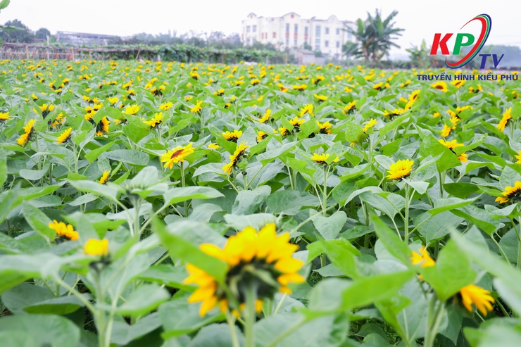 Hội nông dân xã Kiều Phú tổ chức trưng bày giới thiệu sản phẩm nông sản an toàn và trải nghiệm thực tế tại khu vực trồng hoa và rau an toàn - Ảnh 14.