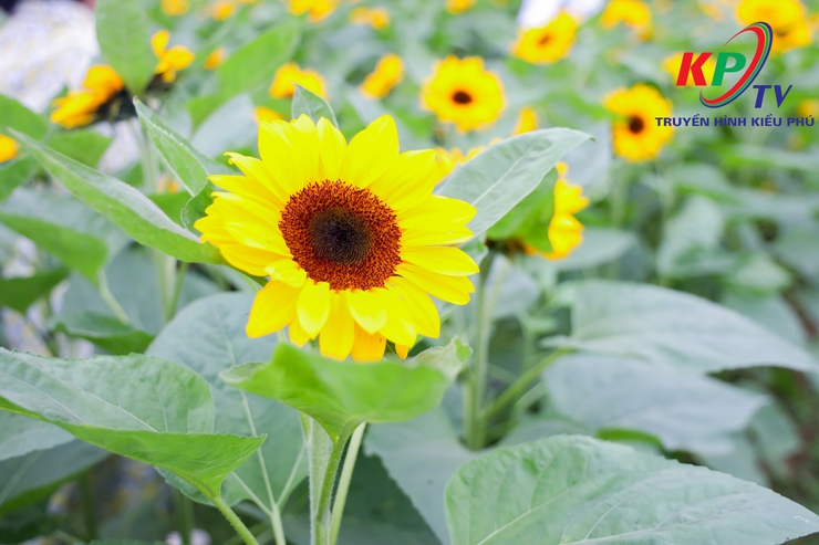 Hội nông dân xã Kiều Phú tổ chức trưng bày giới thiệu sản phẩm nông sản an toàn và trải nghiệm thực tế tại khu vực trồng hoa và rau an toàn - Ảnh 15.