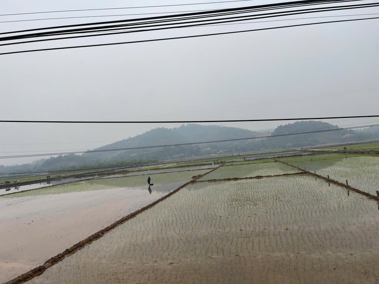 KHÔNG KHÍ KHẨN TRƯƠNG TRÊN CÁNH ĐỒNG XÃ BA VÌ – HƯỚNG TỚI VỤ XUÂN THẮNG LỢI- Ảnh 2.