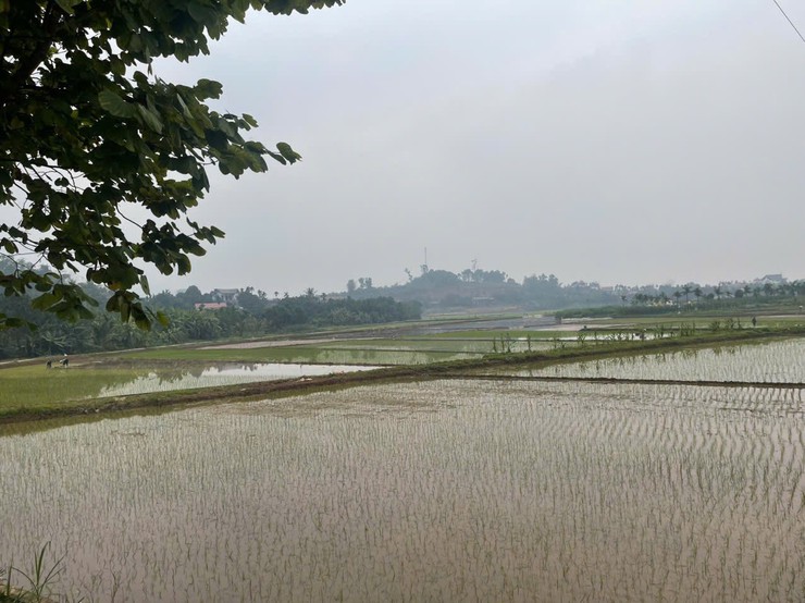 KHÔNG KHÍ KHẨN TRƯƠNG TRÊN CÁNH ĐỒNG XÃ BA VÌ – HƯỚNG TỚI VỤ XUÂN THẮNG LỢI- Ảnh 1.