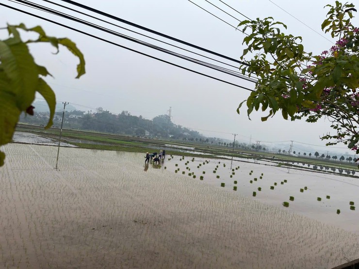 KHÔNG KHÍ KHẨN TRƯƠNG TRÊN CÁNH ĐỒNG XÃ BA VÌ – HƯỚNG TỚI VỤ XUÂN THẮNG LỢI- Ảnh 3.