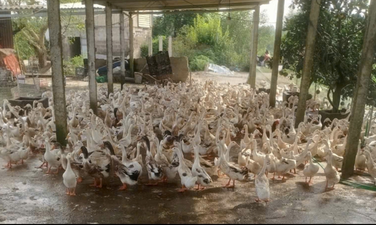 ĐẢM BẢO VỆ SINH THÚ Y, AN TOÀN DỊCH BỆNH TRONG CHĂN NUÔI, AN TOÀN THỰC PHẨM  TRONG GIẾT MỔ, KINH DOANH TIÊU THỤ ĐỘNG VẬT, SẢN PHẨM ĐỘNG VẬT TRONG DỊP TẾT NGUYÊN ĐÁN BÍNH NGỌ NĂM 2026.- Ảnh 1.