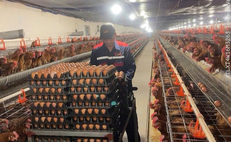 Mô hình chăn nuôi gà đẻ trứng ứng dụng công nghệ cao tại xã Liên Minh- Ảnh 1.