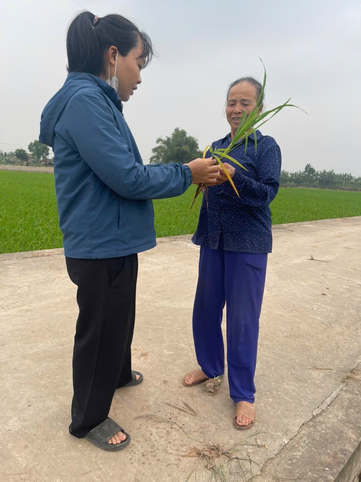 THÔNG TIN THĂM ĐỒNG VÀ KHUYẾN CÁO CHĂM SÓC LÚA VỤ XUÂN 2026- Ảnh 1.