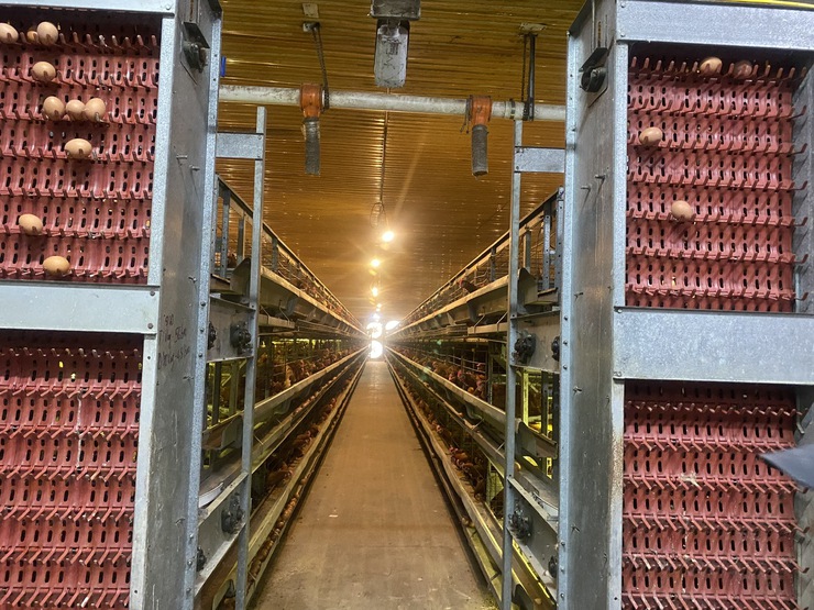 Mô hình chăn nuôi gà đẻ trứng ứng dụng công nghệ cao tại xã Liên Minh- Ảnh 2.