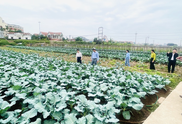 UBND xã Phúc Lộc làm việc với Sở Nông nghiệp và Môi trường về rà soát hiện trạng sản xuất rau- Ảnh 2.