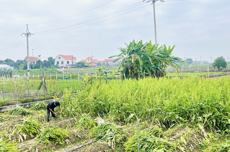 UBND xã Phúc Lộc làm việc với Sở Nông nghiệp và Môi trường về rà soát hiện trạng sản xuất rau- Ảnh 3.