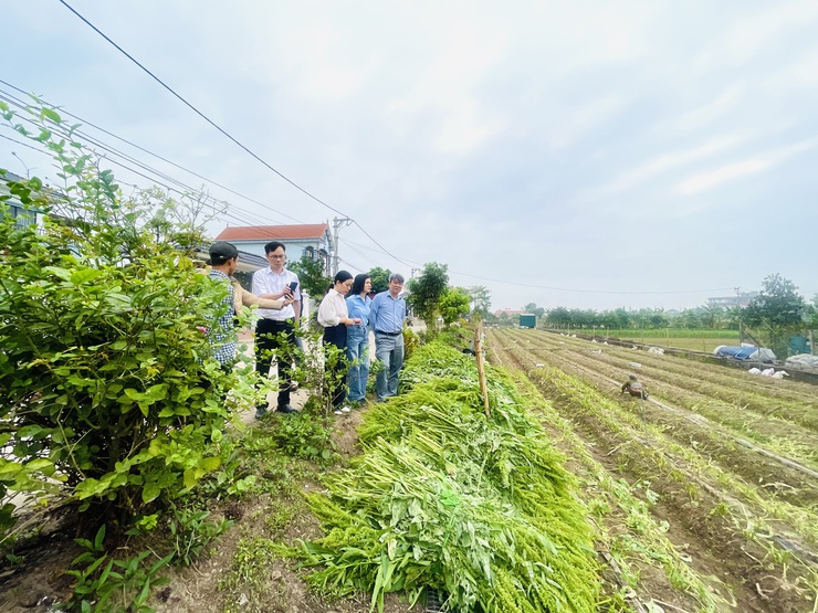 UBND xã Phúc Lộc làm việc với Sở Nông nghiệp và Môi trường về rà soát hiện trạng sản xuất rau- Ảnh 1.