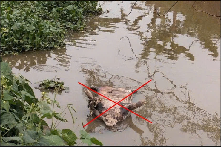 HƯỚNG DẪN PHÒNG, CHỐNG BỆNH DỊCH TẢ LỢN CHÂU PHI.- Ảnh 1.