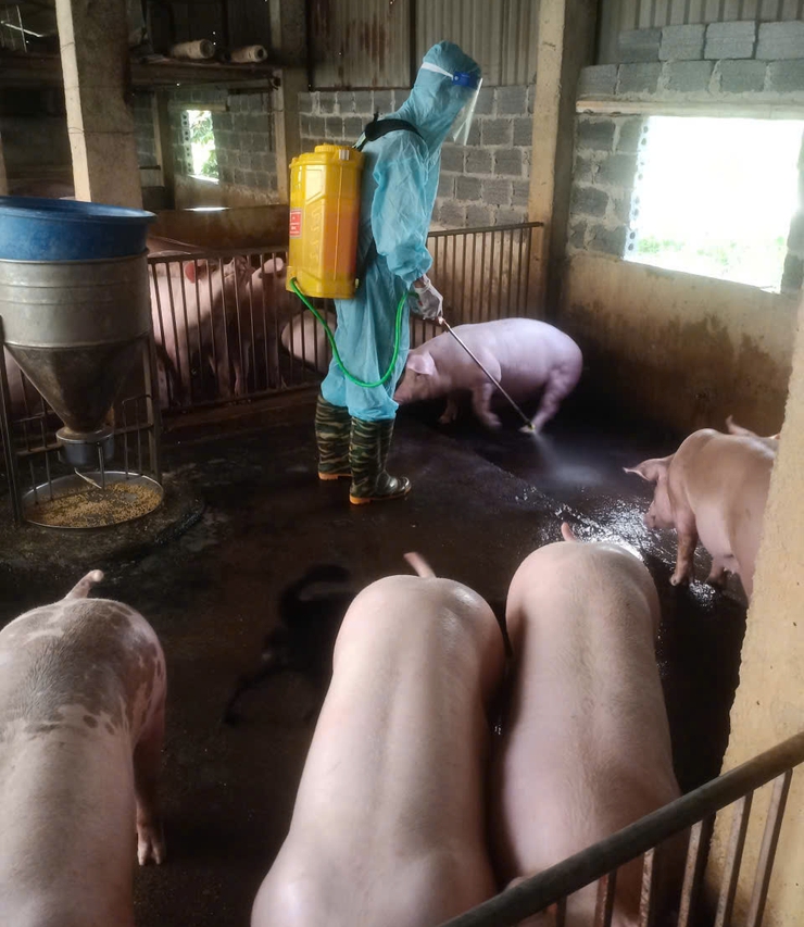 HƯỚNG DẪN PHÒNG, CHỐNG BỆNH DỊCH TẢ LỢN CHÂU PHI.- Ảnh 2.