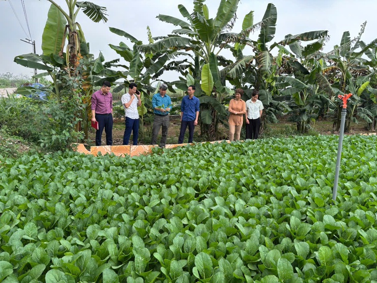 Tăng cường quản lý sản xuất nông nghiệp tại xã Minh Châu: Hướng tới vùng rau an toàn, bền vững.- Ảnh 1.