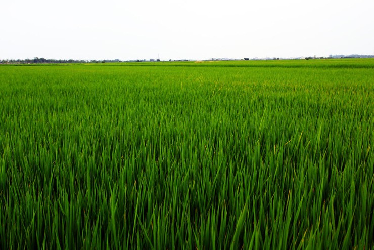 ỨNG HÒA PHÁT ĐỘNG “TUẦN LỄ DIỆT CHUỘT VỤ XUÂN NĂM 2026”.- Ảnh 2.