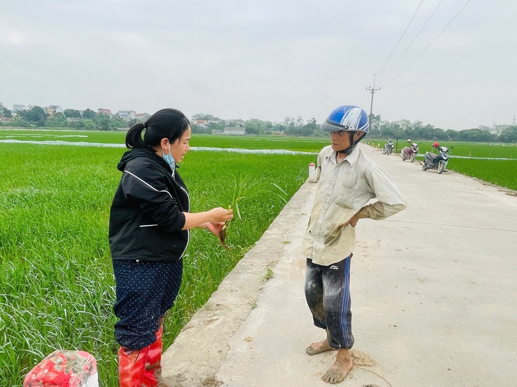 Phú Nghĩa: Kiểm tra, hướng dẫn xử lý bệnh nghẹt rễ trên lúa tại cụm Đông Sơn- Ảnh 5.