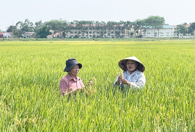 Hướng dẫn kỹ thuật thâm canh lúa cải tiến (SRI) vụ Xuân năm 2026
- Ảnh 1.