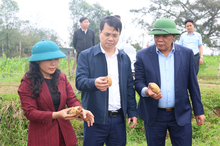 Lãnh đạo Thạch Thất kiểm tra tình hình sản xuất vụ Xuân 2026- Ảnh 2.