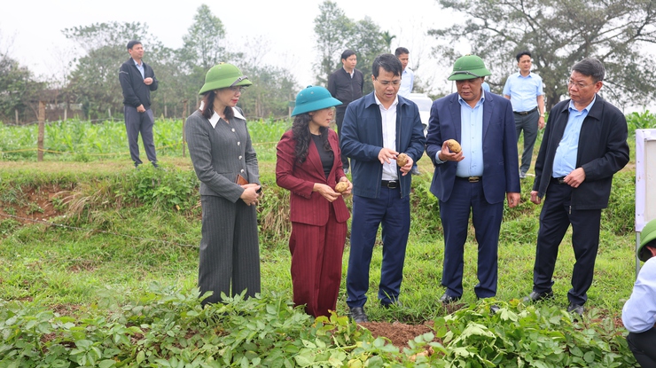 Lãnh đạo Thạch Thất kiểm tra tình hình sản xuất vụ Xuân 2026- Ảnh 3.