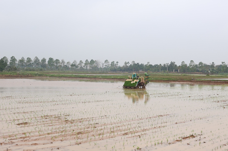 Lãnh đạo Thạch Thất kiểm tra tình hình sản xuất vụ Xuân 2026- Ảnh 8.