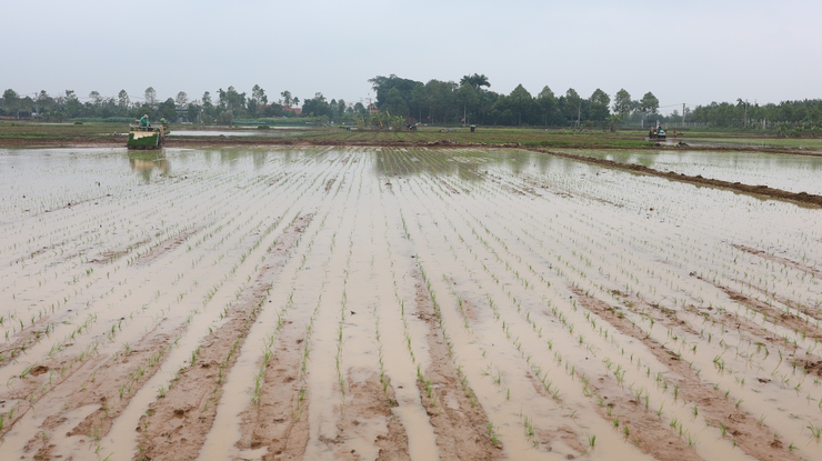 Lãnh đạo Thạch Thất kiểm tra tình hình sản xuất vụ Xuân 2026- Ảnh 7.