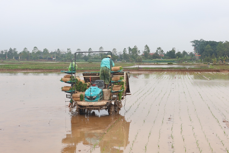 Lãnh đạo Thạch Thất kiểm tra tình hình sản xuất vụ Xuân 2026- Ảnh 9.