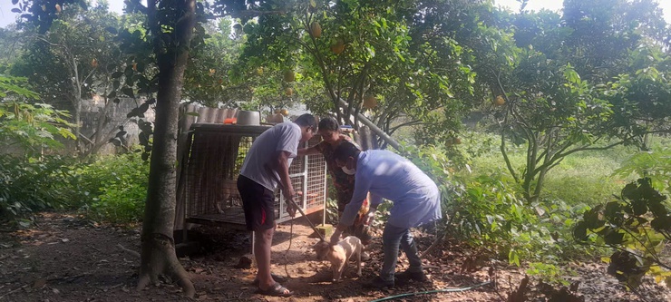 Chủ động kiểm soát dịch bệnh- Từ 2/3 Hòa Lạc tiêm phòng dại diện rộng cho đàn chó, mèo tại thôn 6 và thôn 8- Ảnh 3.