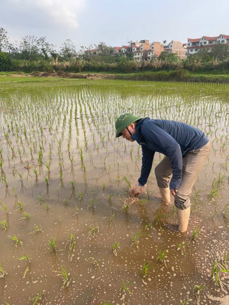 Ô Diên: Chăm sóc lúa xuân thời kỳ bén rễ hồi xanh - yếu tố quyết định năng suất- Ảnh 1.