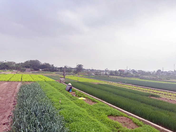 Phường Chương Mỹ tiếp và làm việc với Sở Nông nghiệp và Môi trường Hà Nội về kiểm tra sản xuất rau- Ảnh 2.
