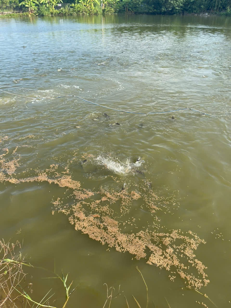 NGƯỜI NÔNG DÂN LÀM GIÀU TỪ MÔ HÌNH CÁ LĂNG: ANH NGUYỄN VĂN THỊNH - ĐIỂN HÌNH TIÊN TIẾN Ở DÂN HÒA.- Ảnh 5.