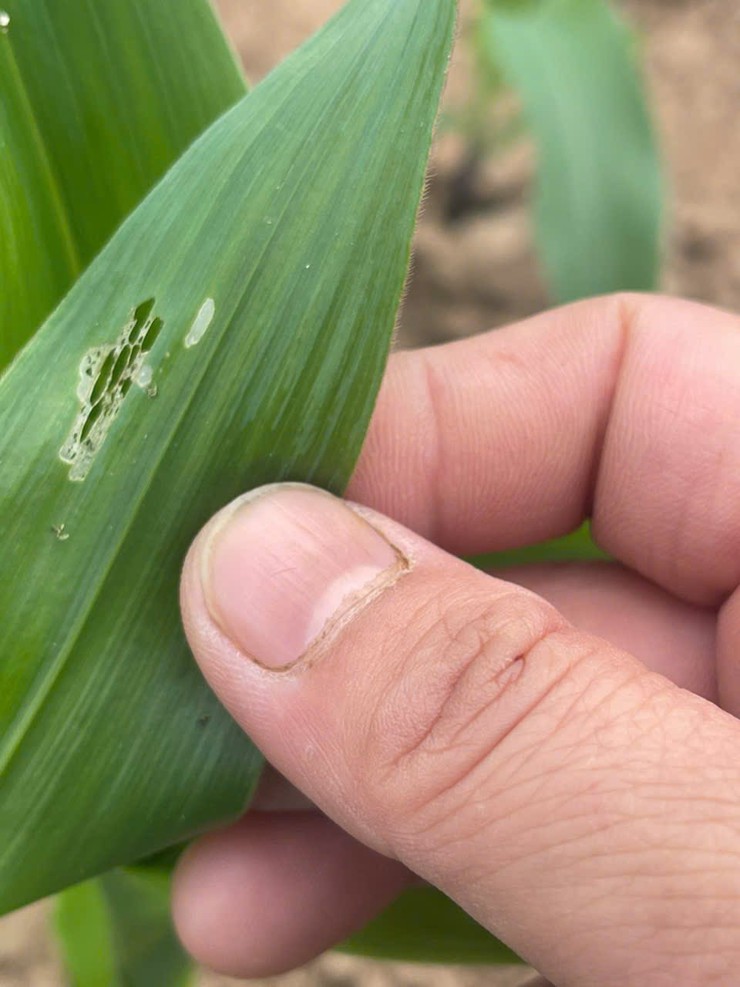 Trung tâm dịch vụ tổng hợp xã Ba Vì thông báo về tình hình sâu keo mùa thu gây hại trên cây ngô- Ảnh 1.