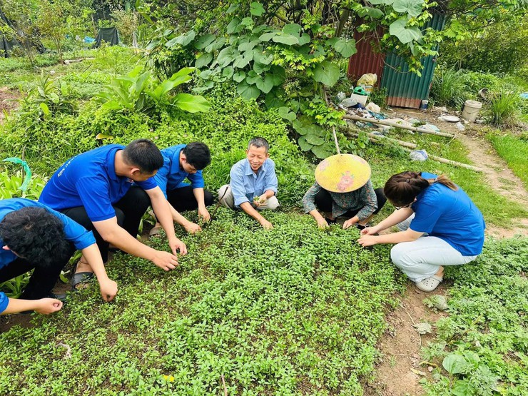 ĐOÀN PHƯỜNG LÁNG KHÁNH THÀNH CÔNG TRÌNH THANH NIÊN “BẢO TỒN RAU HÚNG LÁNG TRUYỀN THỐNG”- Ảnh 3.