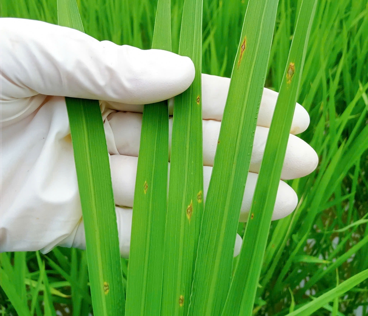 TĂNG CƯỜNG THĂM ĐỒNG, CHỦ ĐỘNG PHÒNG TRỪ BỆNH ĐẠO ÔN HẠI LÚA XUÂN 2026- Ảnh 3.