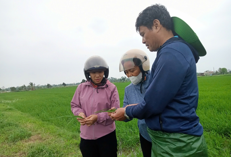 TĂNG CƯỜNG THĂM ĐỒNG, CHỦ ĐỘNG PHÒNG TRỪ BỆNH ĐẠO ÔN HẠI LÚA XUÂN 2026- Ảnh 4.