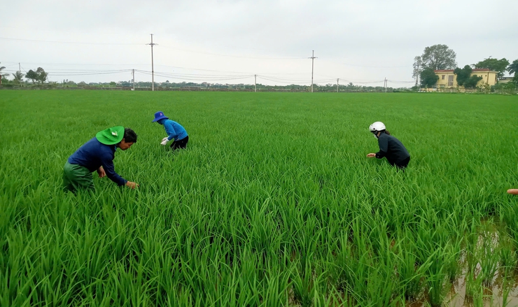 TĂNG CƯỜNG THĂM ĐỒNG, CHỦ ĐỘNG PHÒNG TRỪ BỆNH ĐẠO ÔN HẠI LÚA XUÂN 2026- Ảnh 5.