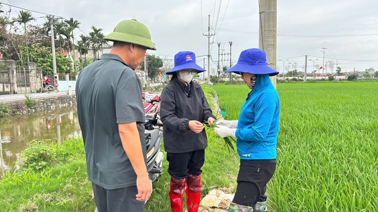 TĂNG CƯỜNG THĂM ĐỒNG, CHỦ ĐỘNG PHÒNG TRỪ BỆNH ĐẠO ÔN HẠI LÚA XUÂN 2026- Ảnh 2.