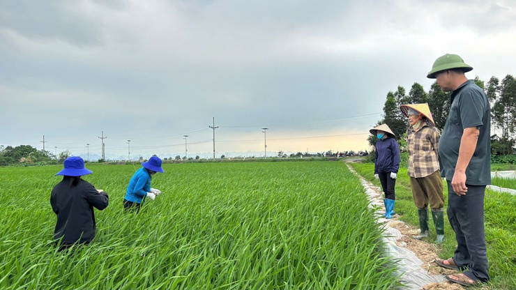 TĂNG CƯỜNG THĂM ĐỒNG, CHỦ ĐỘNG PHÒNG TRỪ BỆNH ĐẠO ÔN HẠI LÚA XUÂN 2026- Ảnh 1.